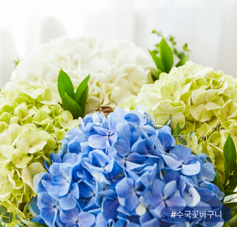 수국꽃바구니