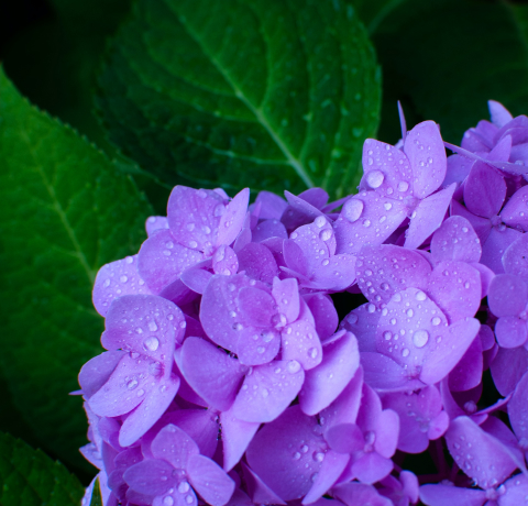 물방이 맺혀있는 보라색 수국