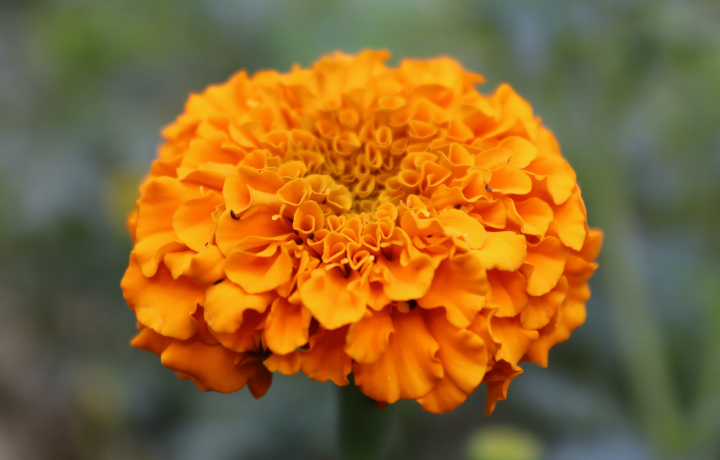 가을꽃,메리골드,메리골드꽃말,매리골드,마리골드