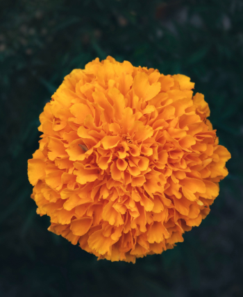 메리골드,매리골드,marigold,merigold