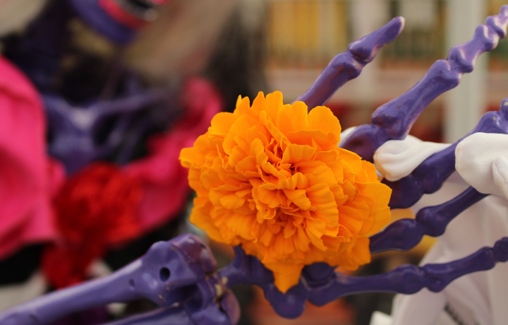 멕시코꽃,코코꽃,코코노란꽃,메리골드,멕시코 죽은자의날 축제