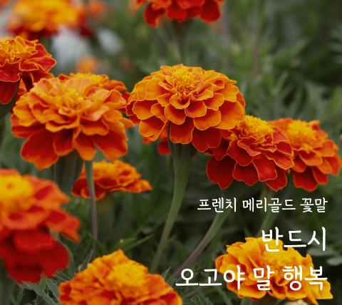 메리골드,프렌치메리골드,프렌츠 메리골드,반드시 오고야 말 행복,좋은 꽃말