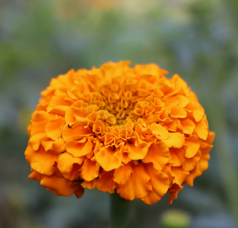 가을꽃,메리골드,메리골드꽃말,매리골드,마리골드