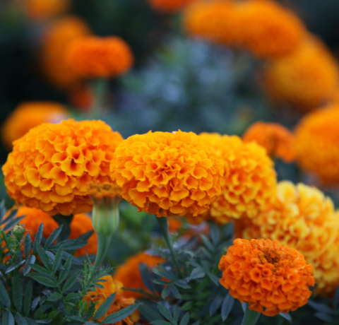 오렌지꽃,메리골드,메리골드꽃말,marigold