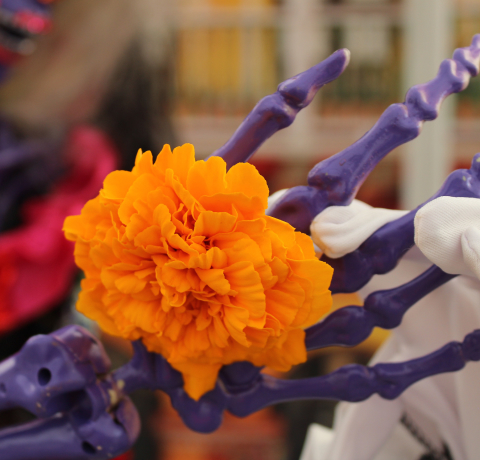 멕시코꽃,코코꽃,코코노란꽃,메리골드,멕시코 죽은자의날 축제