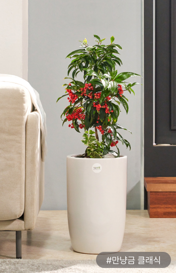 열매가 주렁주렁 열리는 '만냥금’