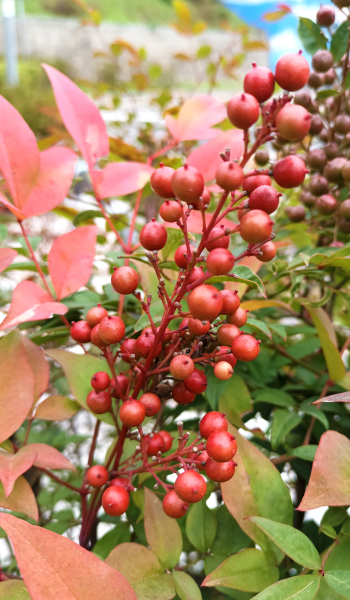 남천의 꽃말도 이와 비슷한 “지속적인 사랑, 전화위복”이에요.