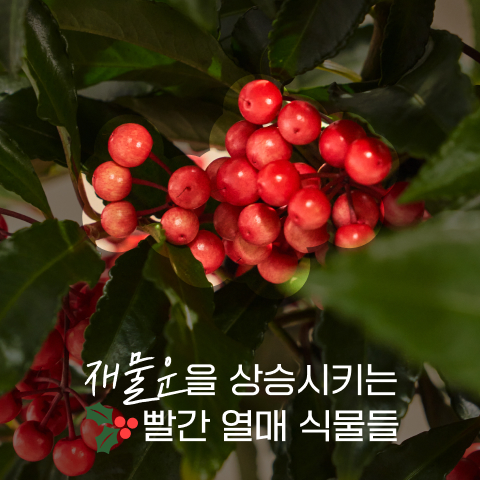 재물운을 상승시키는 빨간 열매 식물들