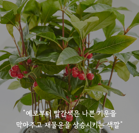 사랑의 열매를 닮은 ‘자금우과 식물들’