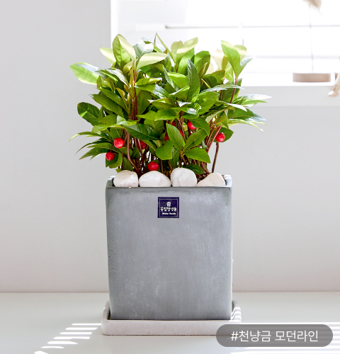 앙증맞고 귀여운 매력의‘천냥금’