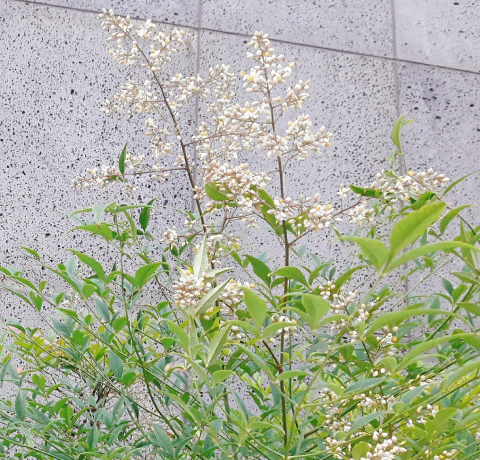 대나무 잎을 닮은 남천은 동양적인 수형과 관상가치가 뛰어나요.