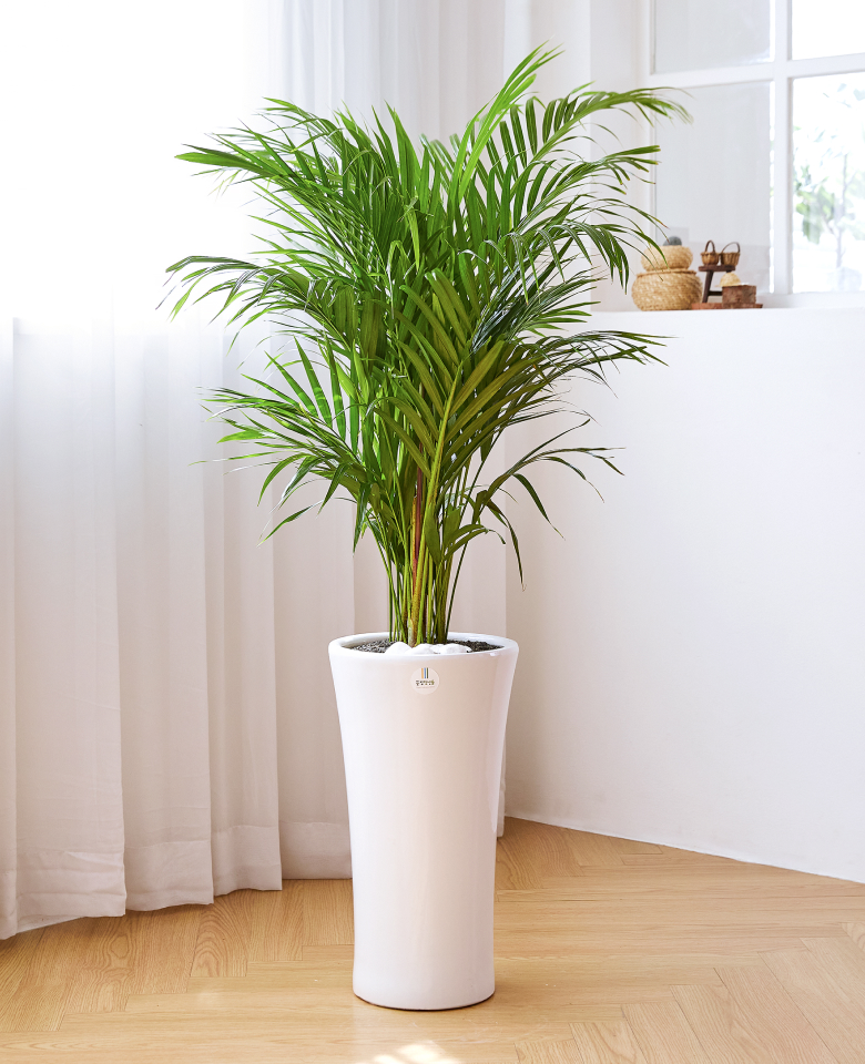 아레카자야 클래식2호