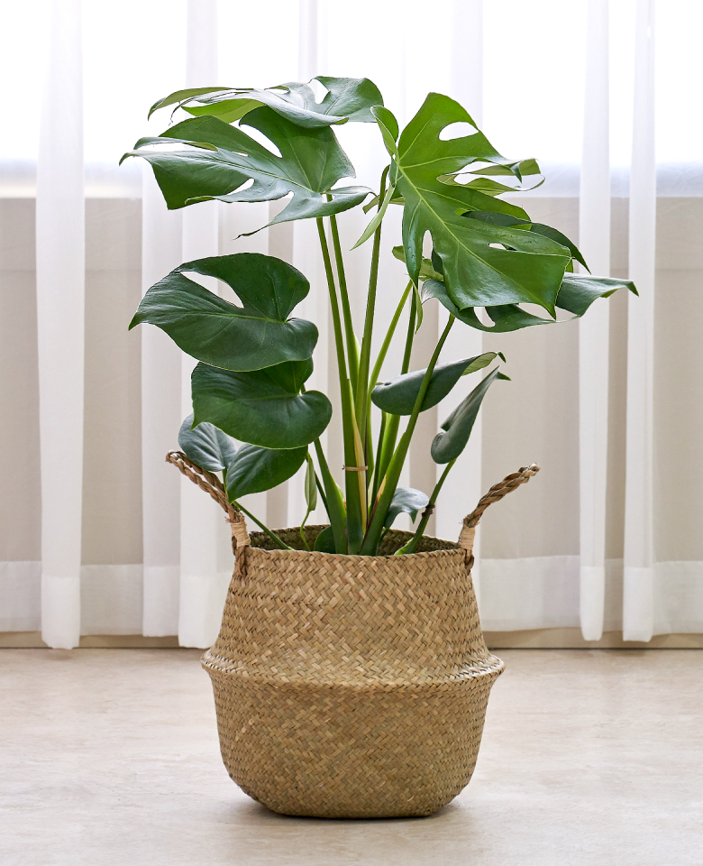 몬스테라 라탄라인 2호(수도권)