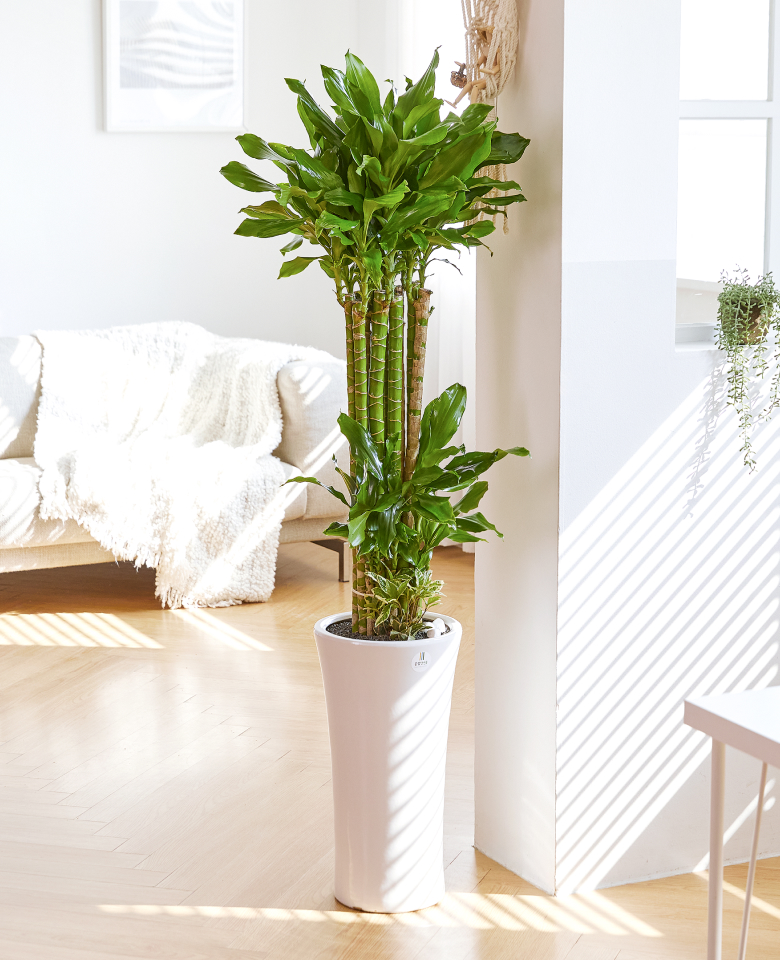 황금죽 클래식 2호