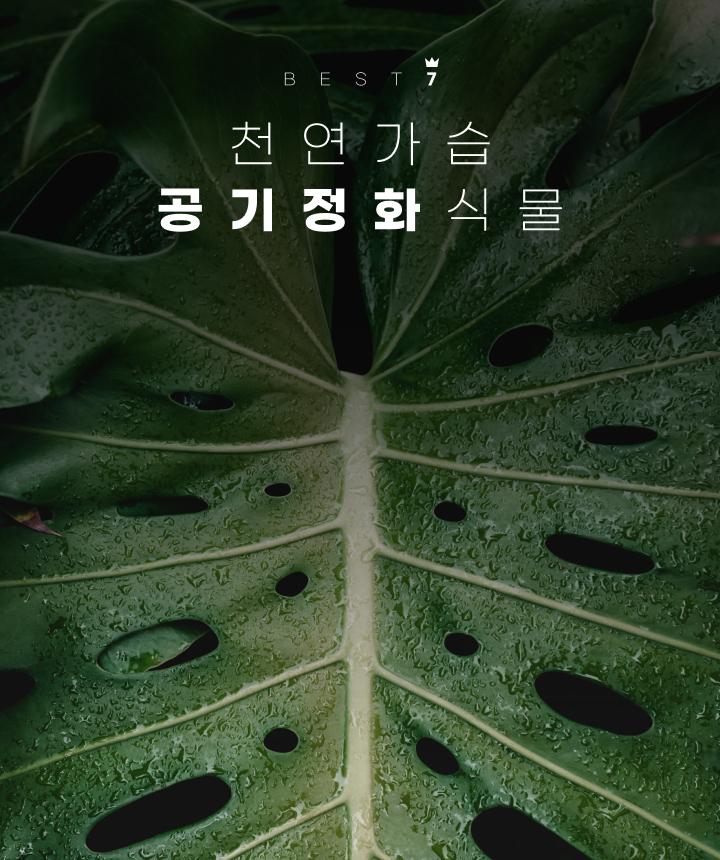 우리의 소중한 공간에 반려식물로 공기정화식물을 들여보는 것은 어떨까요