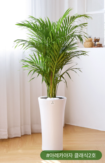 아레카야자는 NASA(미국 항공우주국)가 실시한 50개의 공기정화식물 실험