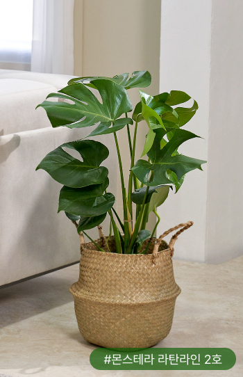 몬스테라는 아레카야자와 함께 이국적인 분위기를 이끄는 대표 식물이에요