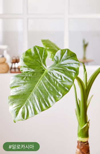 알로카시아는 마치 코끼리 귀를 연상시키는 큰 잎을 가지고 있어 영어로 ‘Elephant’s ear’로 불리기도 해요