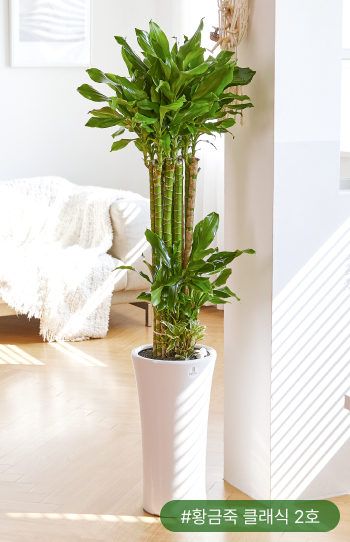 황금죽은 나사가 선정한 공기정화식물 5위예요