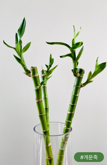 개운죽은 대나무를 닮은 줄기와 잎이 멋스러운 식물이에요