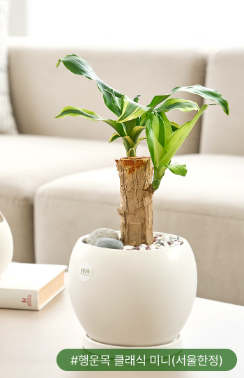 행운목은 나사가 선정한 공기정화식물 11위