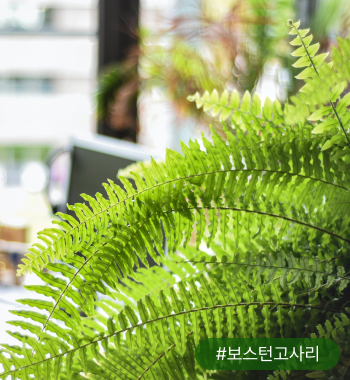 이 밖에도 보스턴고사리, 관음죽, 대나무야자, 스킨답서스, 스파티필름도 증산 작용이 활발한 공기정화식물로 유명해요