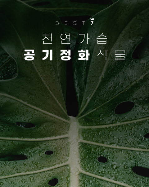 우리의 소중한 공간에 반려식물로 공기정화식물을 들여보는 것은 어떨까요