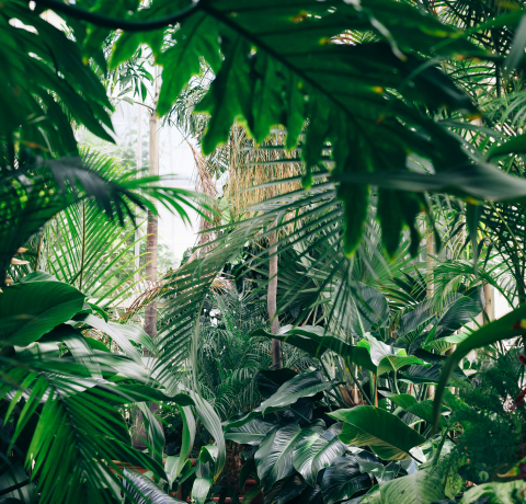 가습 효과가 뛰어난 잎이 넓은 열대지역 식물들