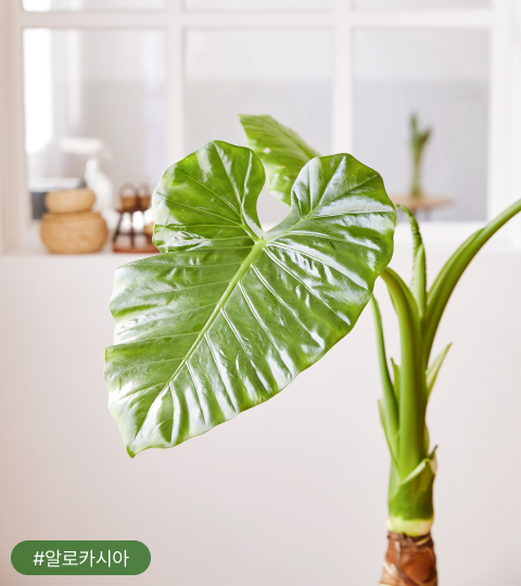 알로카시아는 마치 코끼리 귀를 연상시키는 큰 잎을 가지고 있어 영어로 ‘Elephant’s ear’로 불리기도 해요