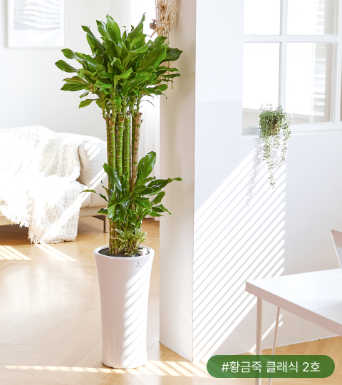 황금죽은 나사가 선정한 공기정화식물 5위예요