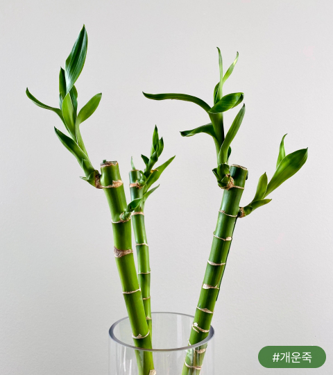 개운죽은 대나무를 닮은 줄기와 잎이 멋스러운 식물이에요