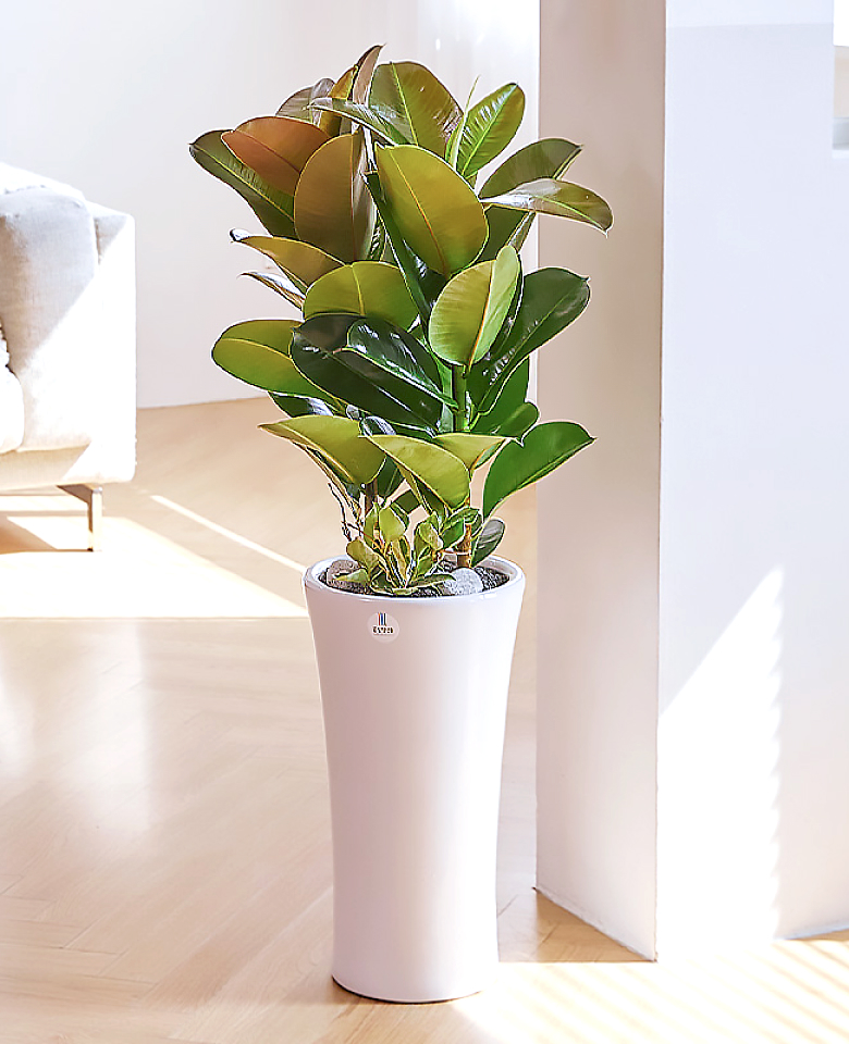 고무나무 클래식1호