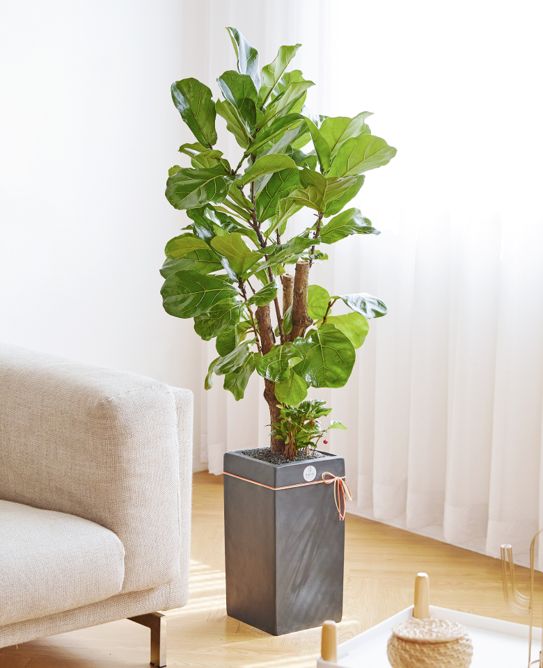 떡갈고무나무 모던라인