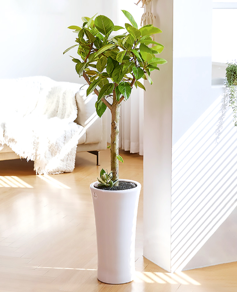 뱅갈고무나무 클래식1호