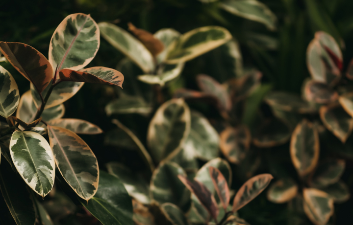 고무나무가 좋아하는 환경은 고온다습