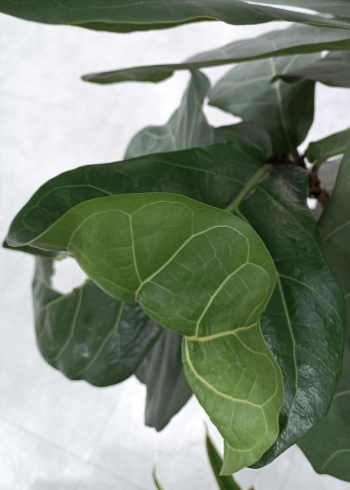 고무나무 잎이 또르르~ 말려요!