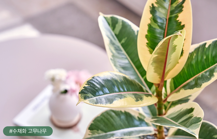 꽃집청년들 수채화 고무나무