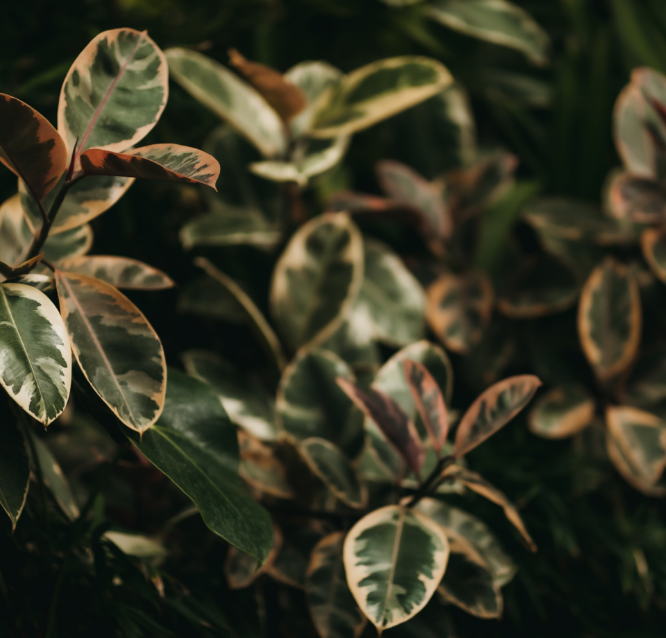 고무나무가 좋아하는 환경은 고온다습