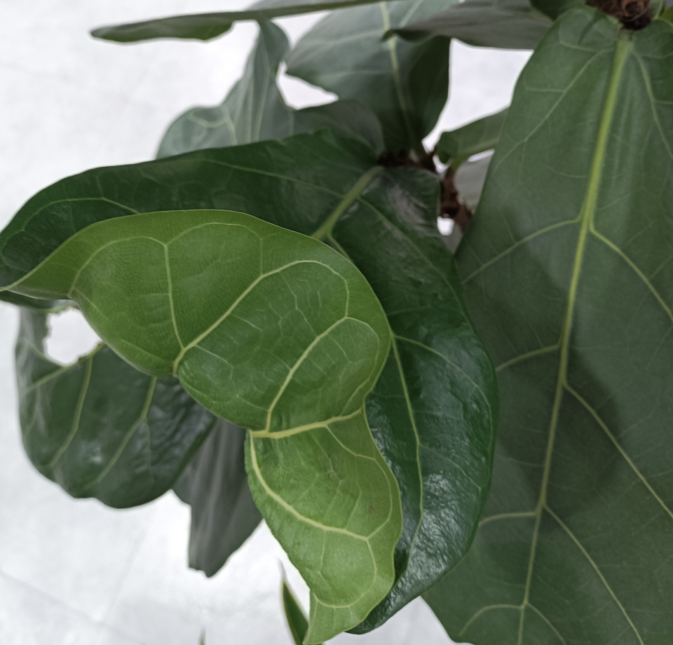 고무나무 잎이 또르르~ 말려요!