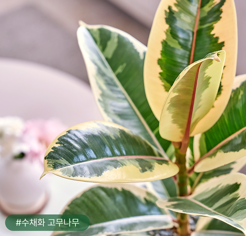 꽃집청년들 수채화 고무나무