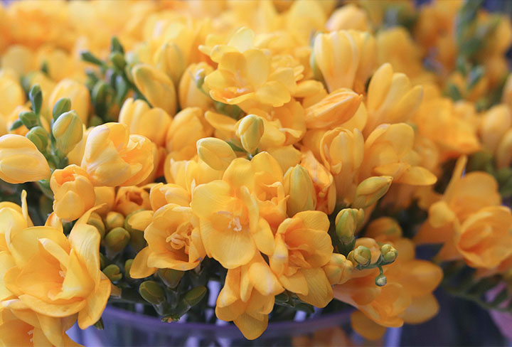 프리지아의 기본 정보