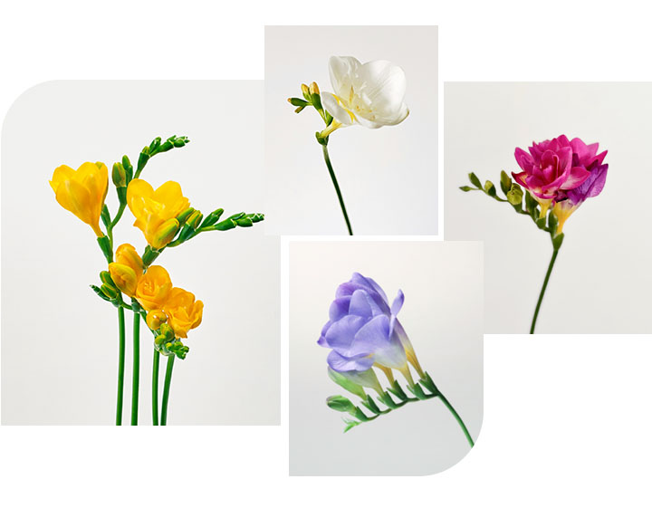 02.꽃말과 꽃에 얽힌 스토리