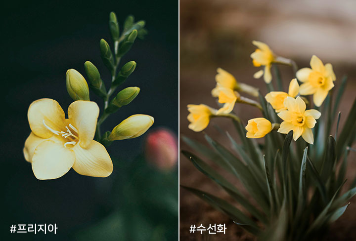 프리지아에 얽힌 전설