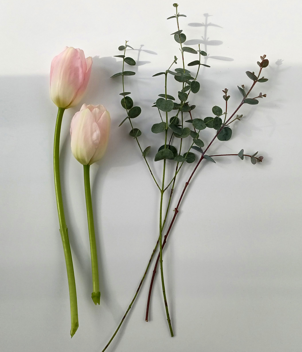 분홍 튤립 컨디셔닝