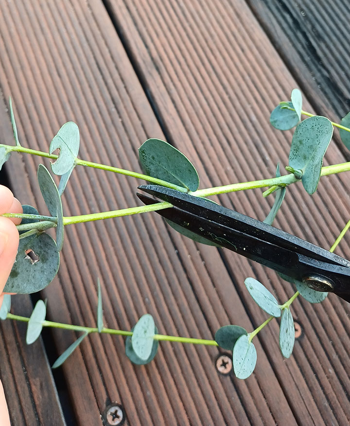 가을국화 소국 꽃 다듬기