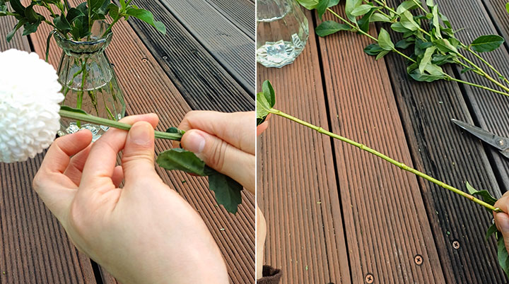 폼폰 국화, 공작초, 레몬트리 손질하기