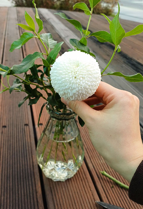 화이트 폼폰 국화를 화병에 꽂기