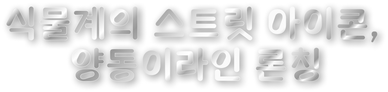 양동이라인